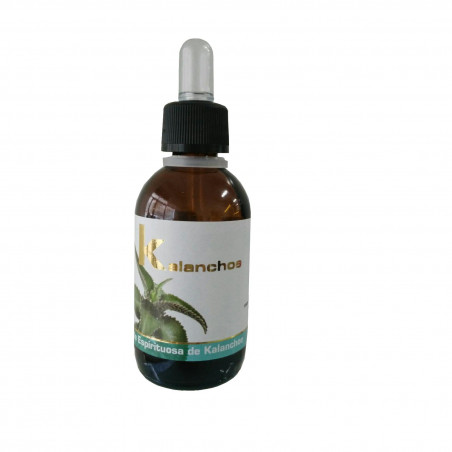 Kalanchoe 50ml lumen